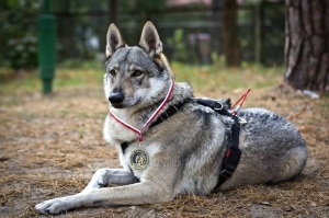 Fot. Magdalena Właszek.