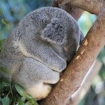 Las Blondynas dotarły do Australii Niebywałe Suwałki 5