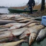 #falko, #ryby, rybysuwalki, ryby wędzone